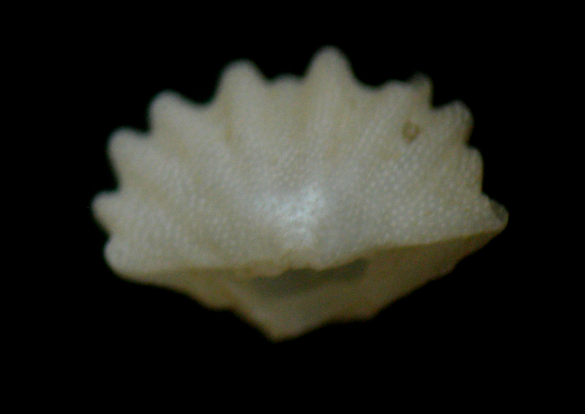 Megathiris detruncata (Gmelin, 1790)